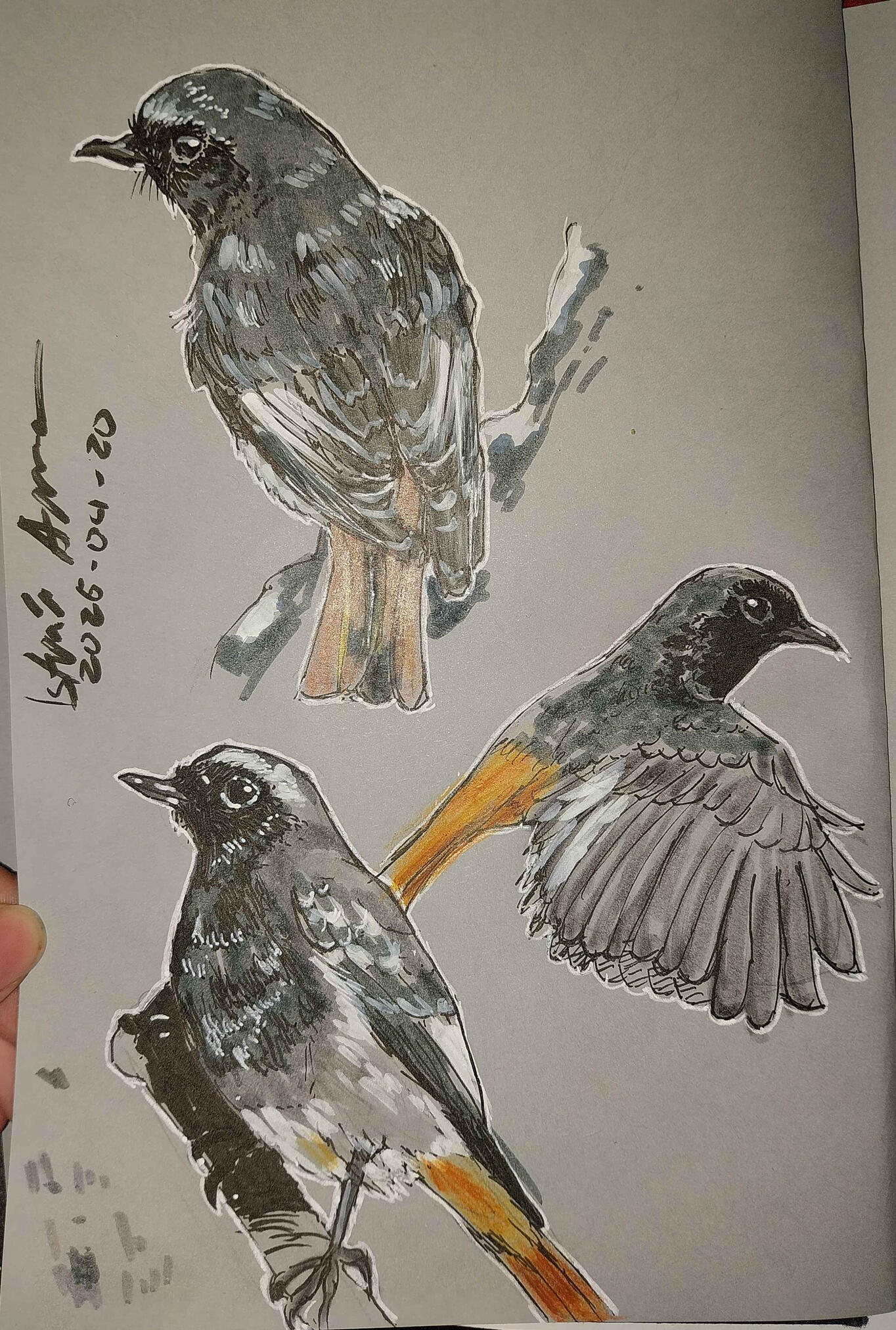 Black Redstarts