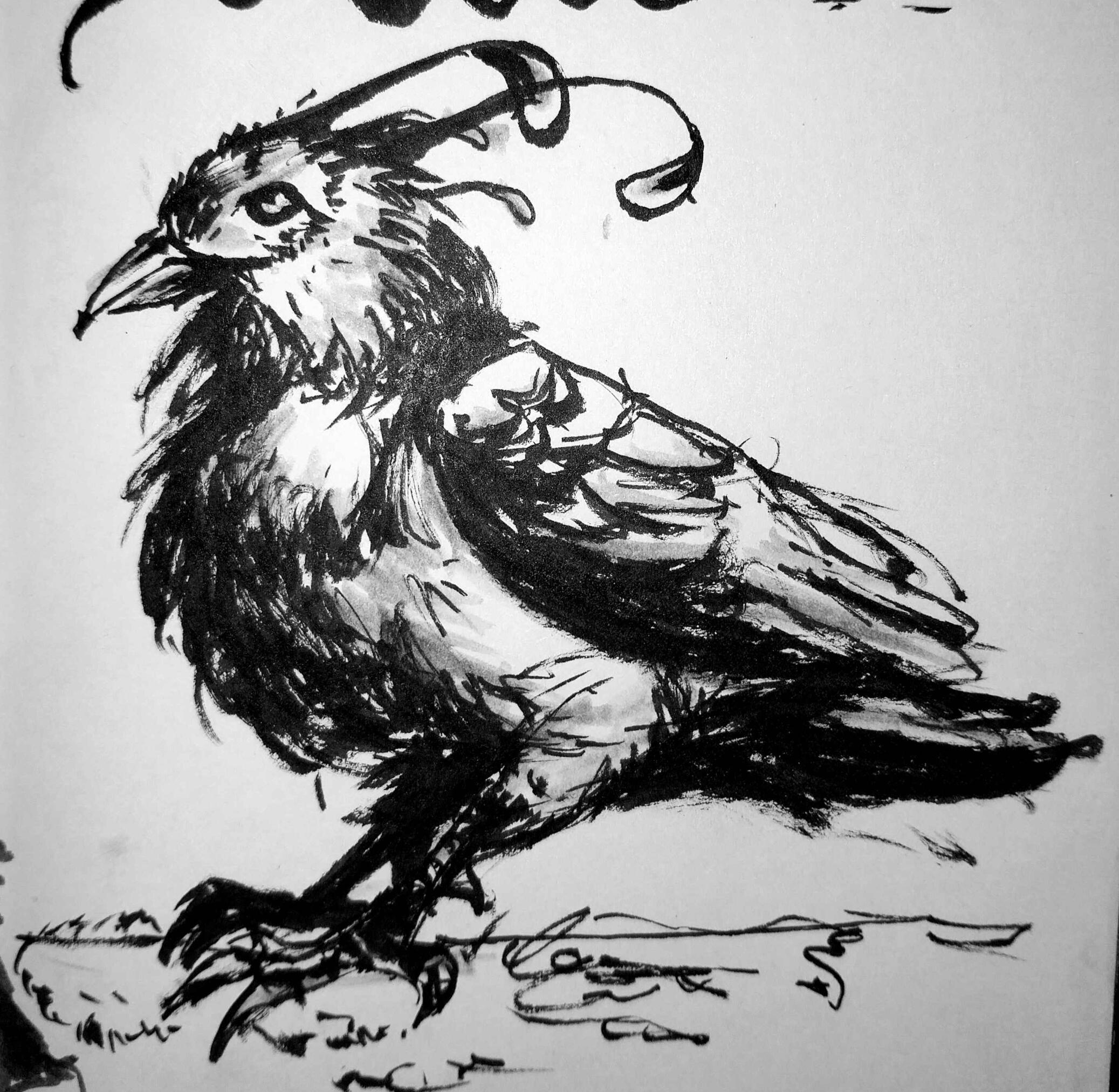 Bird