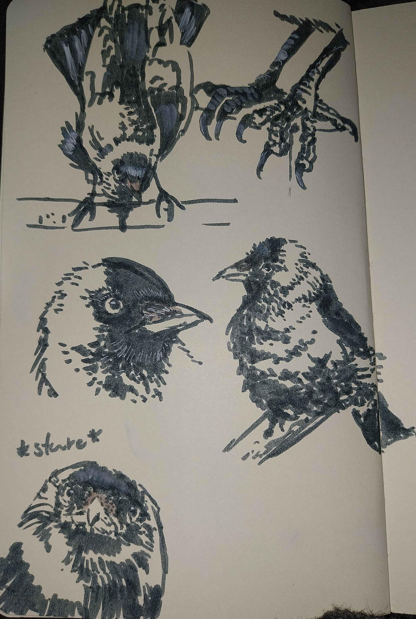 Jackdaws
