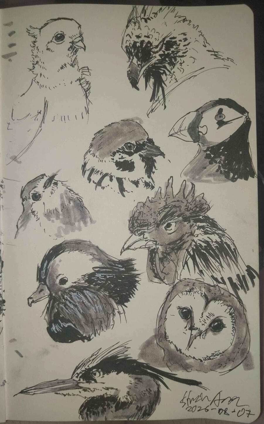 Bird portraits
