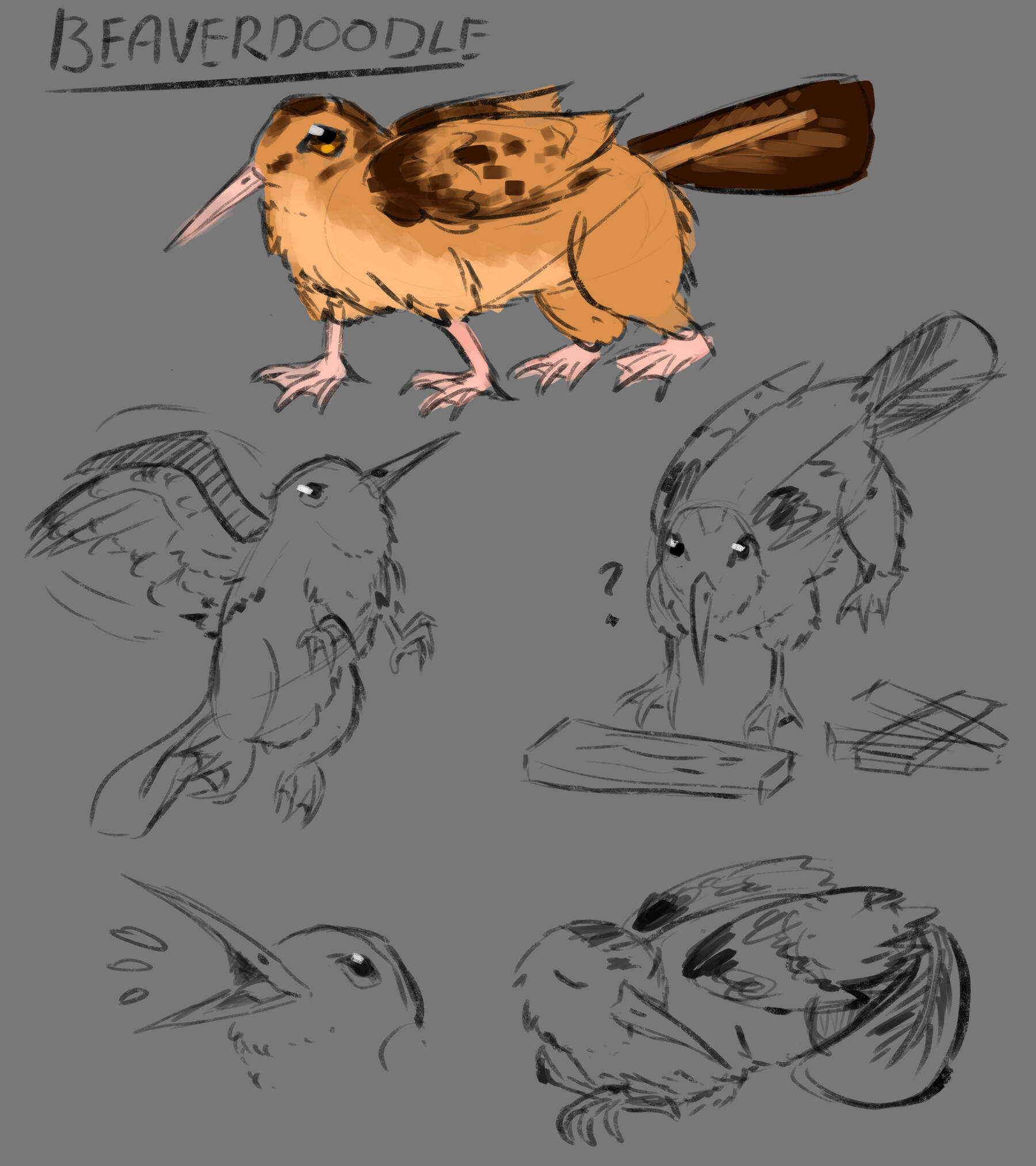 Beaverdoodle pet concept