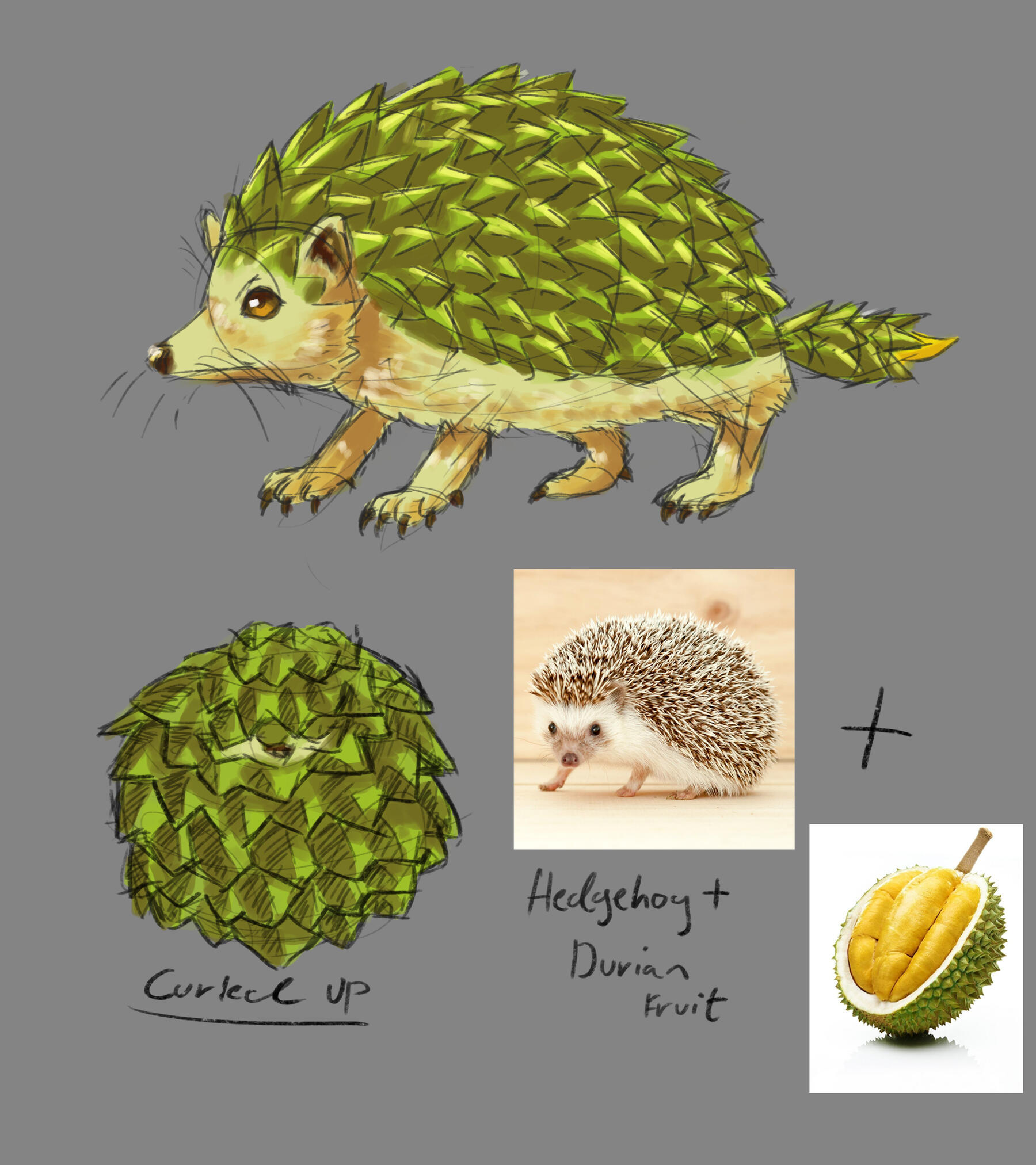 Durian hedgehog concept