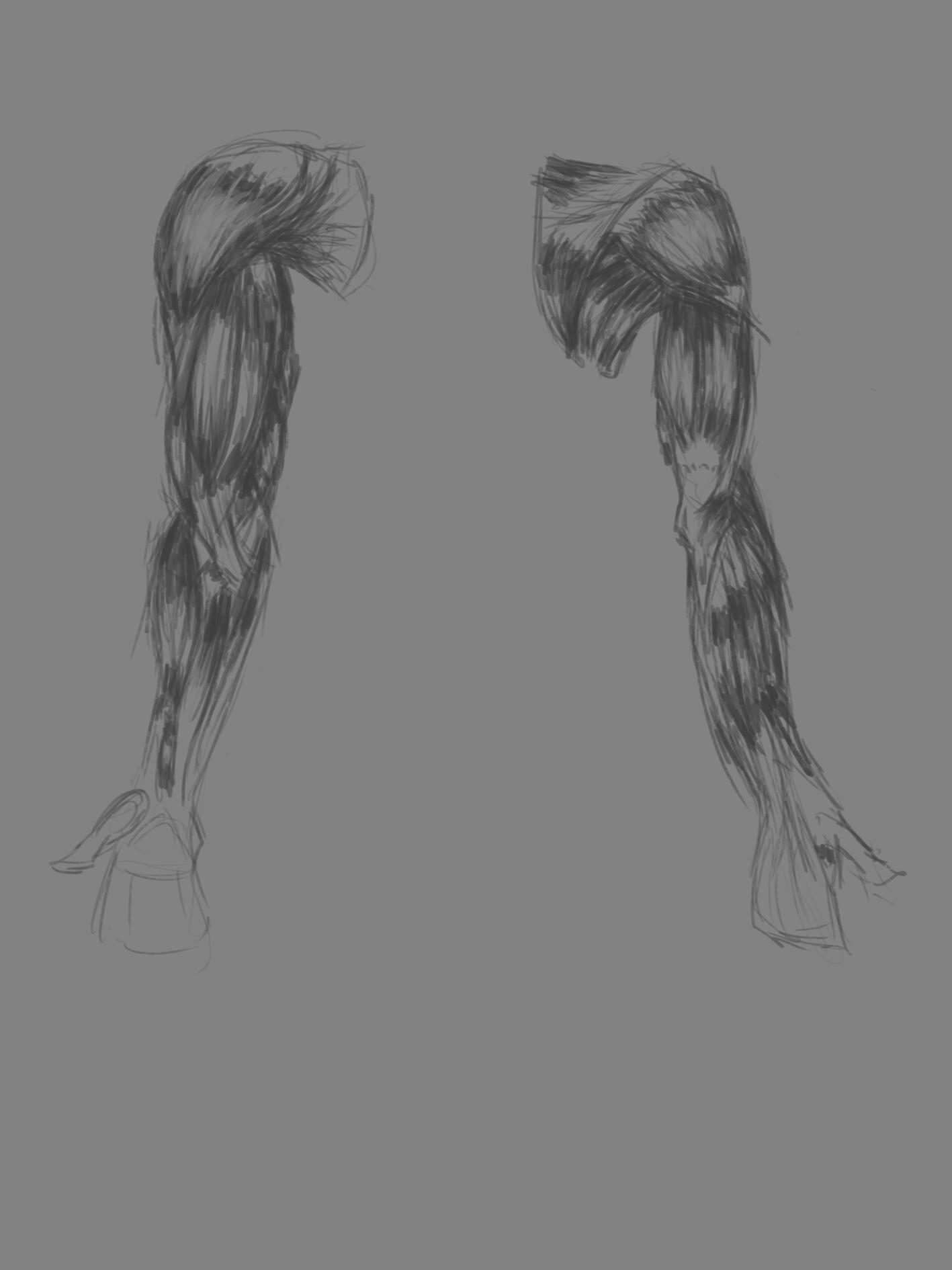 Arm muscle studies