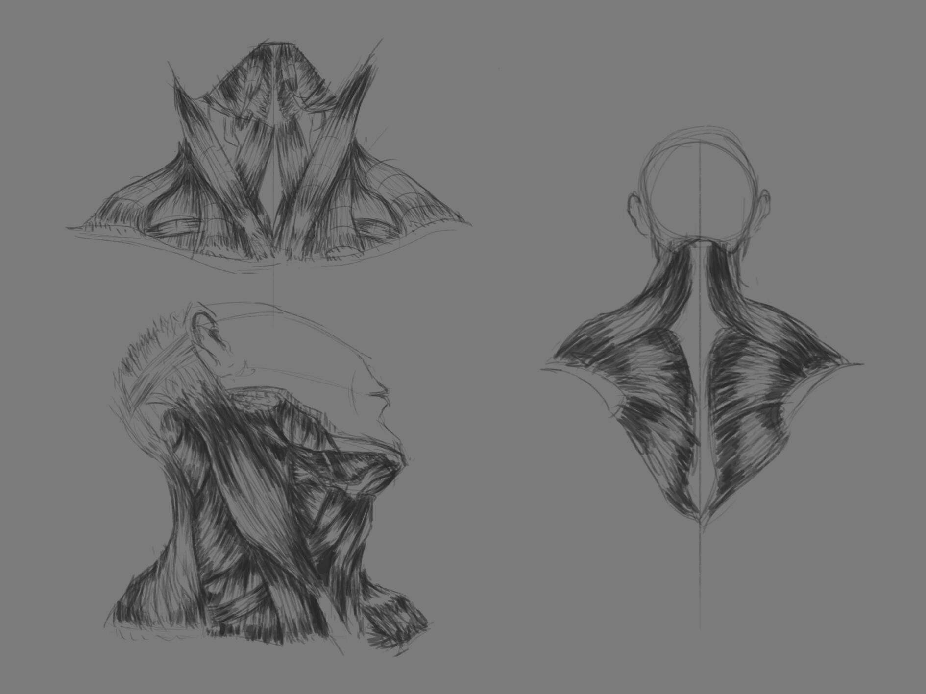 Neck and shoulder muscle studies