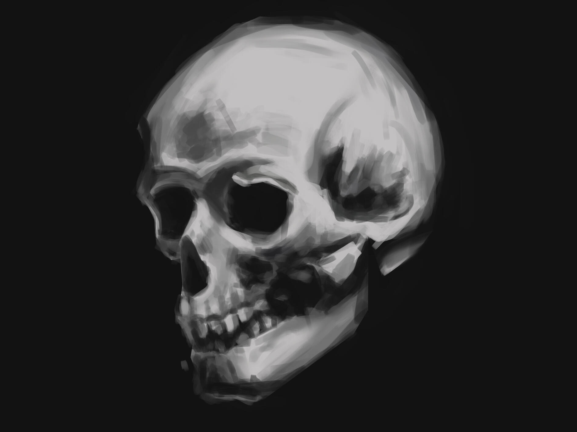 Skull study