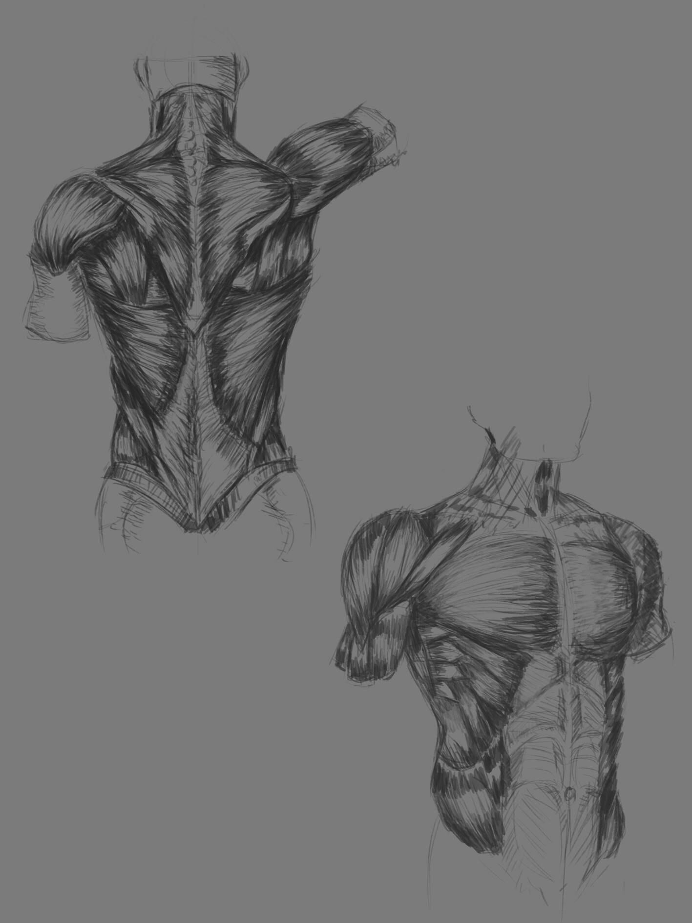 Back and torso muscle studies